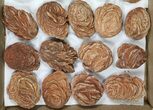 Flat: Desert Roses From Morocco ( to ) - Pieces #82746-2